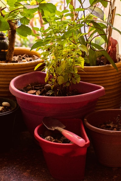 铲在室内植物附近的红色塑料锅上
